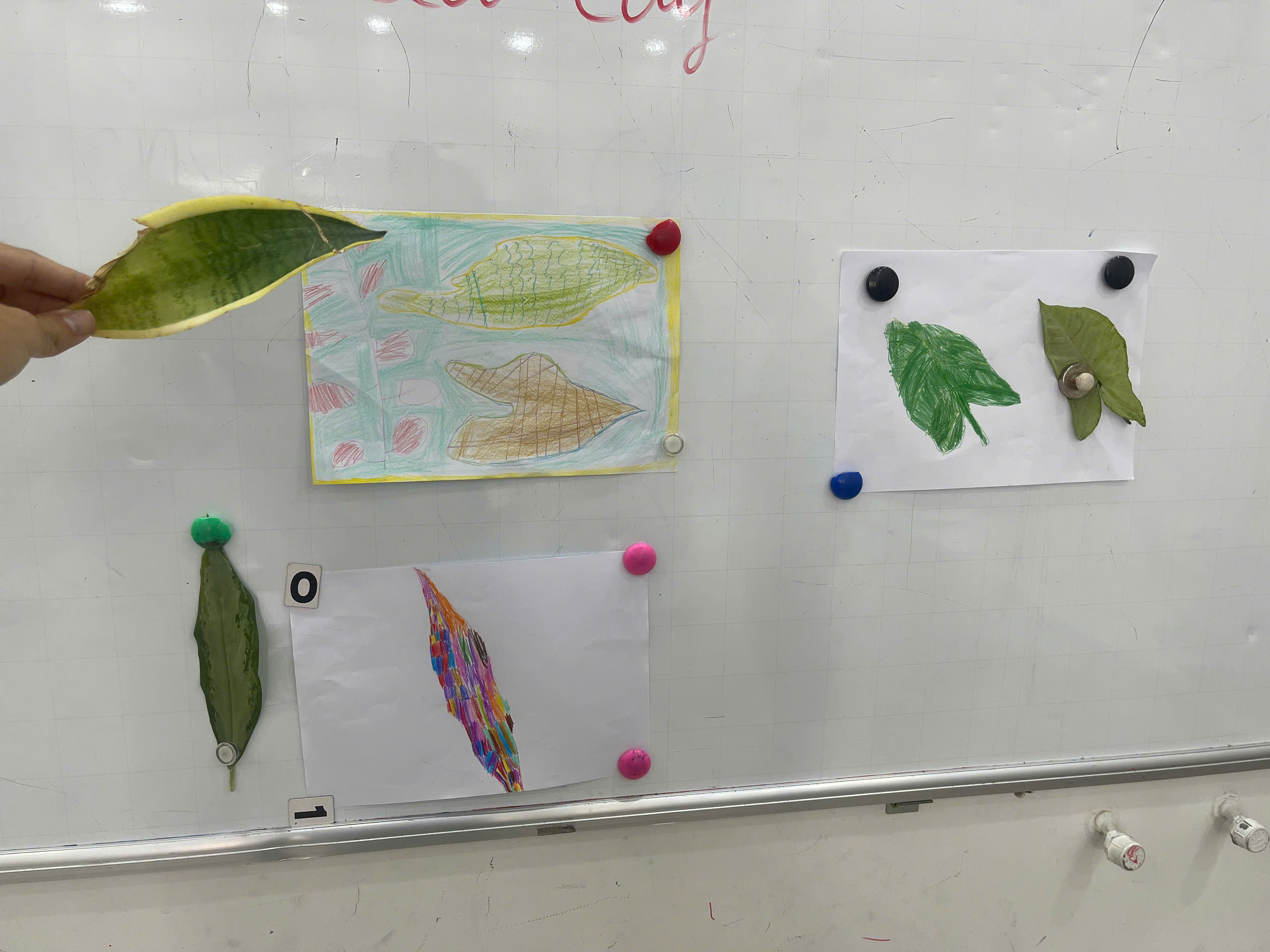 ART CLASS: COLORS OF FLOWERS AND LEAVES (OUTDOOR OBSERVATION DRAWING)
